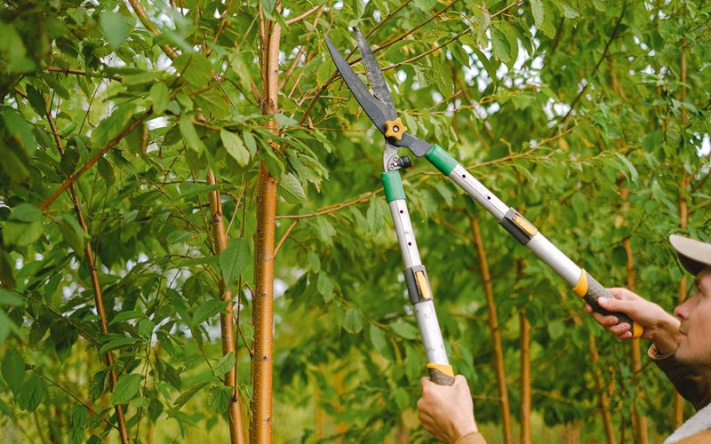 Tree trimming in Sandborn, IN